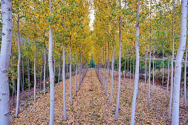 포토 JPG 해외이미지 나무 식물 계절 공원 백그라운드 잎 자연 하늘 풍경 사람없음 목재 가로 파란색 빛 노란색 맑음 성장 가을 스페인 황금 상품 정상 숲 사자 큼 생태계 내추럴 생태학 해외포토 공공시설 교육 유럽 컬러 재료 포유류 날씨 크기 파일형식 이미지허브