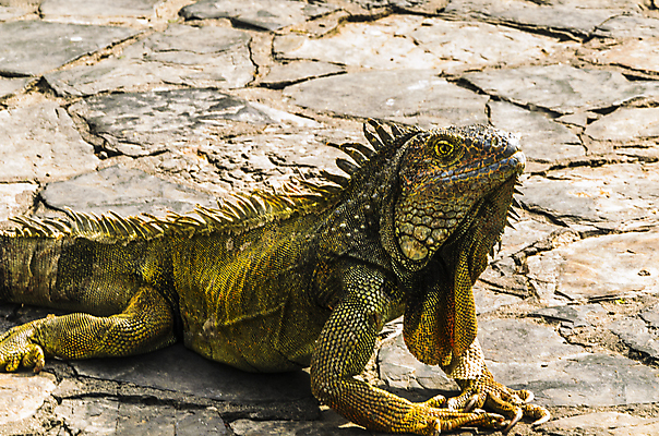 포토 JPG 해외이미지 동물 공원 야생동물 파충류 자연 저울 사람없음 야외 초록색 머리 여행객 미국 추위 도시 땅 산등성이 생물학 에콰도르 이구아나 남쪽 해외포토 공공시설 교육 컬러 북아메리카 산 사람 신체부위 남아메리카 방향 생태계 파일형식 이미지허브