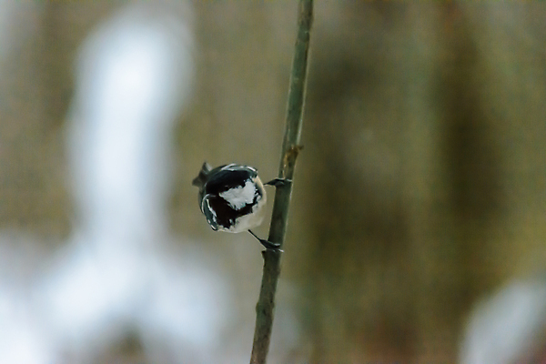 포토 JPG 해외이미지 나무 식물 동물 계절 공원 야생동물 백그라운드 겨울 날개 자연 조류 날씨 사람없음 야외 목재 컬러풀 환경 정원 냉동 추위 나뭇가지 숲 작음 깃털 생물학 꼬리 서리 부리 내추럴 동물상 눈내림 해외포토 공공시설 교육 컬러 재료 눈_날씨 조형물 크기 생태계 파일형식 이미지허브