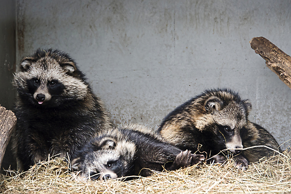 포토 JPG 해외이미지 동물 야생동물 포유류 가족 자연 털 사람없음 목재 갈색 잠 그룹 개 둥지 육식동물 루마니아 송곳니 내추럴 해외포토 나무 유럽 컬러 재료 관계 치아 생태계 파일형식 이미지허브