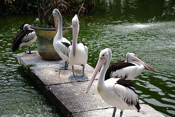 포토 JPG 해외이미지 동물 호수 야생동물 바다 백그라운드 날개 아프리카 자연 조류 낚시 어류 사람없음 야외 물 여름 수영 흰색 그룹 황무지 큼 펠리컨 깃털 부리 물새 철새 물갈퀴 내추럴 다뉴브강 동물상 식민지 해외포토 자연요소 계절 나라 컬러 레저 조형물 수중동물 수상스포츠 크기 생태계 파일형식 이미지허브