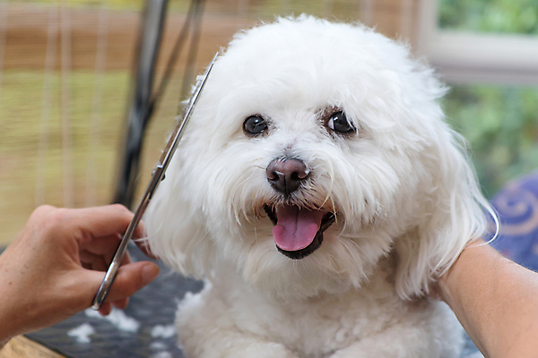 포토 JPG 해외이미지 손 실내 들기 사람없음 아웃포커스 신체부위 반려동물 개 테리어 돌봄 미용가위 애견미용 애견미용사 해외포토 동물 포유류 모션 가위_도구 촬영기법 사람 내부 뷰티 미용용품 미용사 파일형식 이미지허브