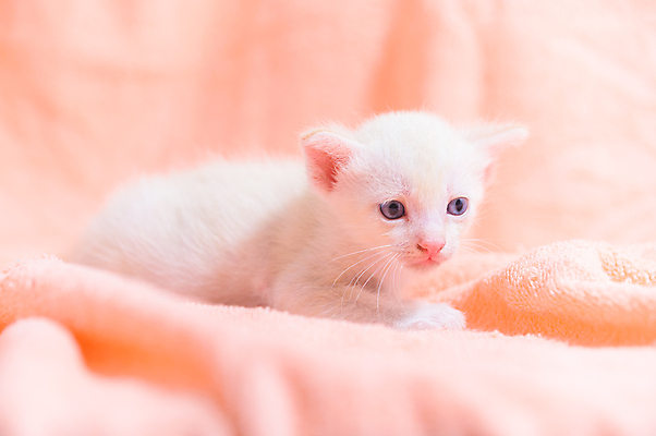 포토 JPG 해외이미지 동물 옷 백그라운드 겨울 휴식 주택 따뜻함 사랑 사람없음 반려동물 쌓기 목도리 고양이 추위 가을 흰색 니트 부드러움 안락 해외포토 잡화 계절 감정 컬러 컨셉 상의 포유류 모션 건물 감각 파일형식 이미지허브