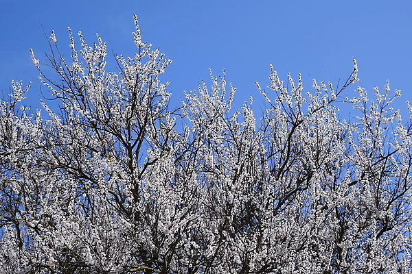 포토 JPG 해외이미지 나무 식물 계절 꽃잎 꽃 분홍색 백그라운드 자연 벽지 하늘 사람없음 초록색 여름 환경 정원 맑음 봄 성장 흰색 나뭇가지 신선 개화 닫기 선택 과수원 4월 5월 순수 원예 보케 아로마 내추럴 블러 살구 해외포토 컬러 컨셉 농업 과일 모션 날씨 취미 날짜 생태계 파일형식 이미지허브