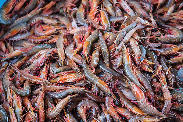 포토 JPG 해외이미지 손 통신 손가락 모션 무선통신 새우 어류 한명 사람 사람없음 야외 아웃포커스 신체부위 가로 스마트폰 핸드폰 강 컬러풀 사진촬영 잡기 연결 해외포토 1 컬러 촬영기법 갑각류 전자제품 스마트기기 촬영 수중동물 파일형식 이미지허브