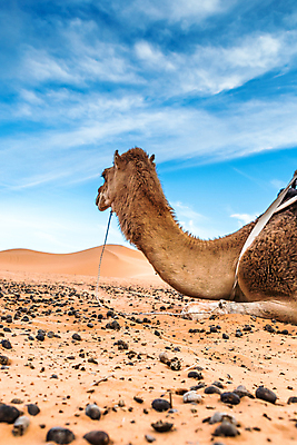 포토 JPG 해외이미지 모래 여행 백그라운드 오렌지 아프리카 자연 하늘 건조 풍경 사람없음 야외 노란색 일몰 사막 뜨거움 모래언덕 언덕 낙타 모로코 사하라 아랍어 카라반 해외포토 나라 컬러 과일 포유류 노을 생태계 캠핑카 파일형식 이미지허브