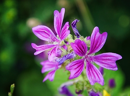 포토 JPG 해외이미지 식물 꽃 잎 자연 사람없음 해외포토 생태계 파일형식 이미지허브