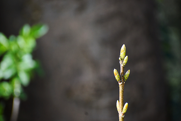 포토 JPG 해외이미지 나무 백그라운드 사람없음 봄 나뭇가지 개화 닫기 아일랜드 해외포토 식물 계절 꽃 유럽 모션 파일형식 이미지허브