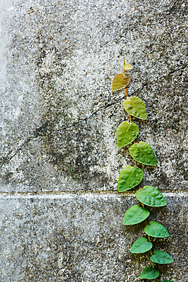 포토 JPG 해외이미지 나무 식물 벽 백그라운드 잎 매달리기 사람없음 장식 초록색 정원 성장 덩굴 포도나무 아이비 무화과 프리뮬러 해외포토 꽃 컬러 과일 모션 과일나무 파일형식 이미지허브