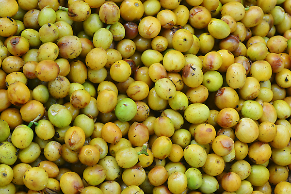 포토 JPG 해외이미지 사람없음 농작물 날것 커피열매 해외포토 열매 농업 파일형식 이미지허브