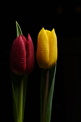 포토 JPG 해외이미지 스튜디오촬영 식물 디자인 계절 꽃잎 꽃 줄기 검은배경 사랑 사람없음 컬러풀 정원 사진촬영 봄 튤립 성장 닫기 향기 내추럴 완벽 취급주의 카피스페이스 해외포토 감정 컬러 백그라운드 컨셉 모션 실내 경고 검은색 촬영 공백 냄새 파일형식 이미지허브