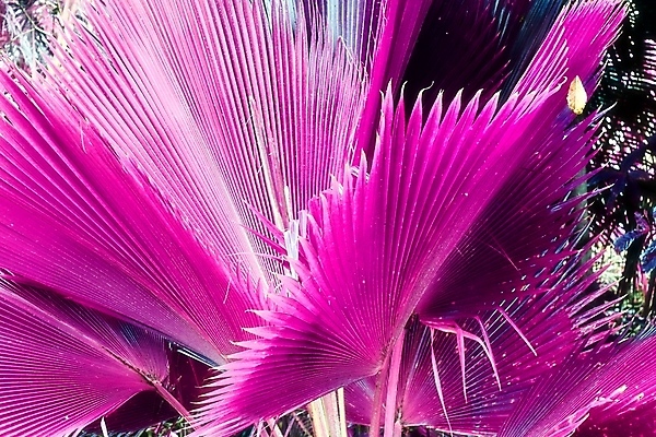 포토 JPG 해외이미지 분홍색 사람없음 야외 야자수 세이셸 야자수잎 해외포토 나무 컬러 잎 아프리카 파일형식 이미지허브