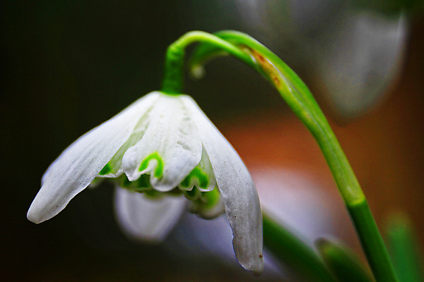 포토 JPG 해외이미지 식물 1 꽃잎 꽃 백그라운드 잎 겨울 꽃무늬 밭 자연 새로움 사람없음 초록색 정원 봄 성장 벚꽃 흰색 신선 개화 숲 심볼 보케 화단 내추럴 떠남 블러 스노드롭 헌병 해외포토 계절 컬러 컨셉 무늬 농업 모션 군인 생태계 파일형식 이미지허브