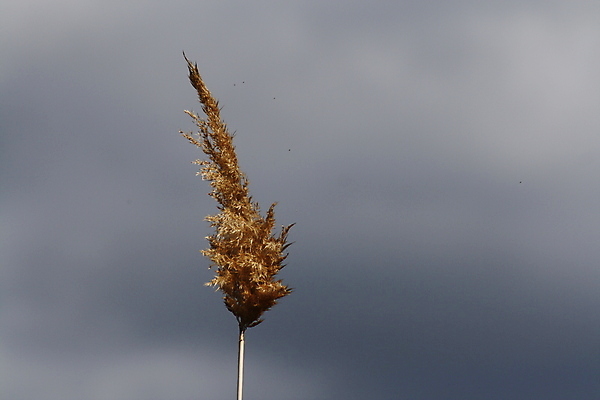 포토 JPG 해외이미지 1 손 꽃 얼굴 음식 백그라운드 하늘 거리 관리 서기 사람 사람없음 야외 빛 스마트폰 파티 유행 춤 잡기 책상 사인 경영자 봉 온라인 경영 스타일 해외포토 식물 가구 비즈니스 모션 문화예술 이벤트 신체부위 핸드폰 스마트기기 리더 파일형식 이미지허브