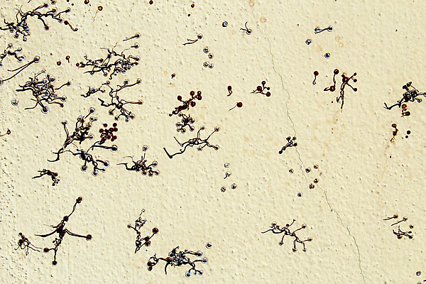 포토 JPG 해외이미지 식물 벽 줄기 자연 표면 사람없음 건물 컵 세로 나뭇가지 도시 원형 닫기 매끈함 발자국 묘사 뿌리 아이비 석고 접착제 해외포토 도형 나무 식기 건축물 자국 모션 풀_접착제 감각 생태계 파일형식 이미지허브