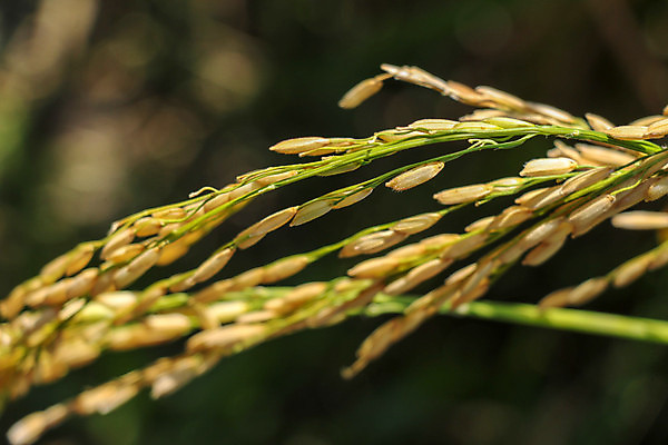 포토 JPG 해외이미지 식물 꽃 음식 백그라운드 잎 패턴 농업 자연 밥 건강 씨앗 풍경 사람없음 초록색 여름 농작물 농장 노란색 수확 성장 바위 못 개화 황금 낟알 시리얼 유기농 날것 귀 꽃가루 지하 내추럴 논밭 숙성 종유석 세련 해외포토 웰빙 계절 산업 컬러 무늬 밭 논 신체부위 돌_바위 공구 가루 생태계 파일형식 이미지허브