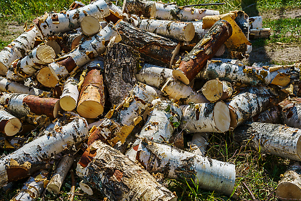 포토 JPG 해외이미지 나무 식물 계절 백그라운드 잎 자연 건조 풍경 사람없음 야외 목재 초록색 컬러풀 태양 환경 침묵 시골 황금 주식 숲 장작 나무껍질 연료 자작나무 다리찢기 내추럴 밭일 생태학 옛날 해외포토 자연요소 교육 컬러 재료 모션 금융 소리 껍질 생태계 파일형식 이미지허브