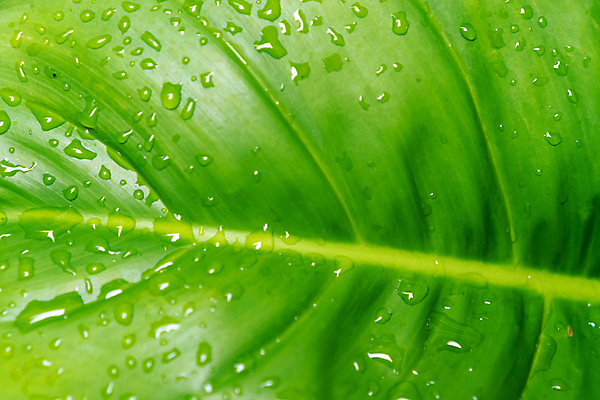 포토 JPG 해외이미지 나무 식물 계절 공원 백그라운드 컨셉 잎 패턴 자연 벽지 추상 새로움 바나나 건강 손바닥 사람없음 야외 초록색 물 여름 빛 환경 정원 봄 성장 흰색 신선 숲 큼 묘사 유기농 질감 정맥 내추럴 고립 떠남 생태학 엘리먼트 해외포토 자연요소 손 웰빙 공공시설 교육 컬러 무늬 과일 모션 크기 생태계 혈관 파일형식 이미지허브