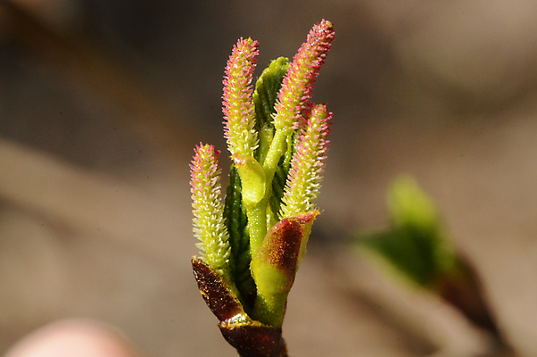 포토 JPG 해외이미지 식물 꽃잎 잎 자연 사람없음 귀걸이 봄 숲 그리너리 해외포토 계절 꽃 장신구 생태계 파일형식 트랜드컬러 이미지허브