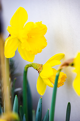 포토 JPG 해외이미지 꽃 실내 사람없음 노란색 소프트포커스 수선화 해외포토 식물 컬러 촬영기법 내부 파일형식 이미지허브