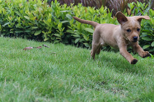 포토 JPG 해외이미지 동물 응시 행복 포유류 자연 사람없음 야외 반려동물 갈색 머리 개 리트리버 강아지 래브라도리트리버 혀 사냥개 송곳니 기르기 해외포토 시선 감정 컬러 신체부위 입 치아 생태계 돌봄 파일형식 이미지허브