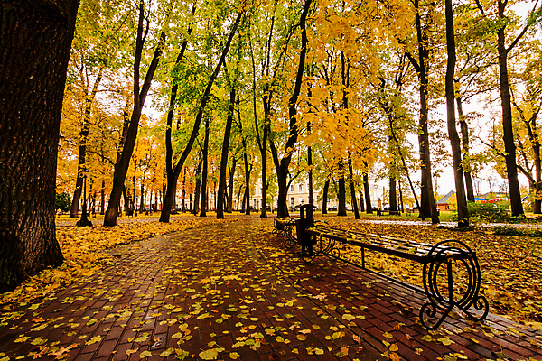 포토 JPG 해외이미지 주간 공원 단풍 낙엽 벤치 단풍나무 풍경 사람없음 야외 주황색 가을 해외포토 자연요소 나무 계절 공공시설 컬러 잎 의자 파일형식 이미지허브