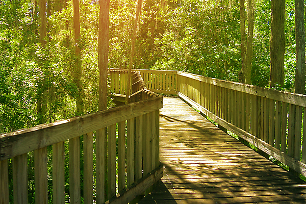 포토 JPG 해외이미지 식물 계절 공원 길 여행 백그라운드 자국 자연 휴가 파노라마 손바닥 풍경 사람없음 야외 목재 초록색 햇빛 침묵 산책 하이킹 성장 황무지 숲 열대우림 에코 단상 내추럴 추적 루트 생태학 소셜네트워크 그리너리 플로리다 해외포토 나무 손 공공시설 교육 컬러 재료 모션 레저 휴식 촬영기법 태양 환경 미국 소리 생태계 파일형식 트랜드컬러 이미지허브