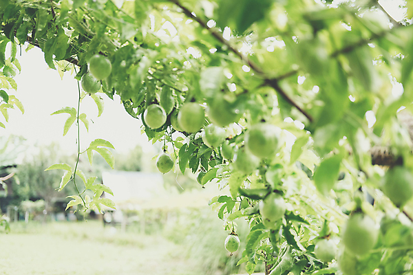 포토 JPG 해외이미지 나무 식물 음식 잎 농업 과일 자연 건강 사람없음 야외 농장 정원 성장 달콤 과수원 날것 열정 포도나무 해외포토 감정 산업 맛 과일나무 생태계 파일형식 이미지허브