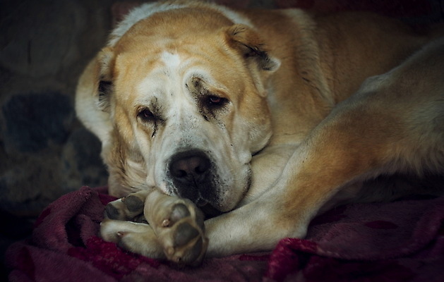 포토 JPG 해외이미지 동물 백인 캐릭터 아시아 포유류 자연 털 경비 동양인 사람없음 야외 반려동물 쌓기 힘 흰색 양치기 개 보호 위험 큼 혀 보안 송곳니 기르기 복종 유래 총구 충실 해외포토 서양인 직업 나라 컬러 컨셉 모션 안전 인종 입 치아 크기 생태계 돌봄 파일형식 이미지허브