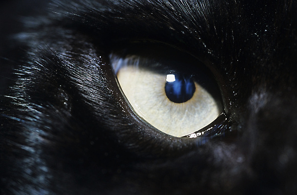 포토 JPG 해외이미지 한마리 야생동물 자연 앉기 사람없음 검은색 분노 닫기 결심 비전 늑대 나쁜 경보 해외포토 동물 1 감정 컬러 컨셉 포유류 모션 생태계 파일형식 이미지허브