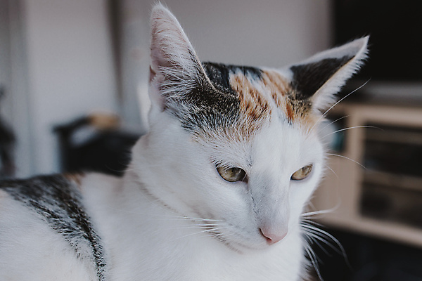 포토 JPG 해외이미지 동물 여자 백그라운드 포유류 휴식 주택 털 사람없음 반려동물 고양이 흰색 잠 모피 코 낮잠 솜털 해외포토 컬러 컨셉 사람 건물 신체부위 파일형식 이미지허브