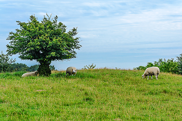 포토 JPG 해외이미지 나무 동물 구름 섬 밭 농업 자연 하늘 영국 산 스웨덴 노르웨이 풍경 사람없음 야외 초록색 여름 파란색 농장 농경지 봄 시골 양 만 그룹 호주 방목 언덕 아일랜드 양고기 양모 밭일 찰과상 해외포토 자연요소 식물 계절 유럽 산업 컬러 포유류 북유럽 육류 직물 오세아니아 축산업 상처 생태계 파일형식 이미지허브