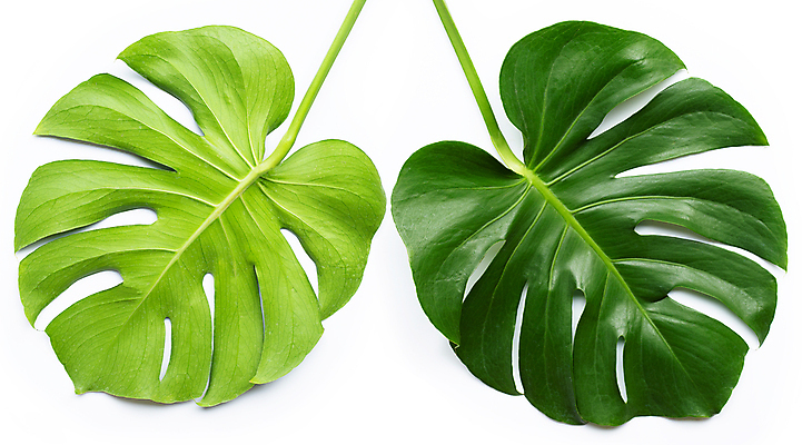 포토 JPG 해외이미지 실내 사람없음 두개 흰배경 몬스테라 열대잎 해외포토 식물 백그라운드 잎 2 내부 흰색 파일형식 이미지허브