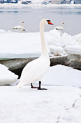 포토 JPG 해외이미지 동물 호수 야생동물 겨울 날개 자연 조류 사람없음 야외 물 빛 강 평화 냉동 얼음 추위 안개 흰색 우아함 깃털 백조 물새 내추럴 해외포토 자연요소 계절 컬러 컨셉 날씨 생태계 파일형식 이미지허브