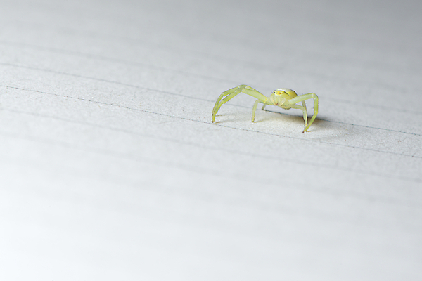 포토 JPG 해외이미지 동물 응시 종이 얼굴 선 곤충 절지류 생물 주택 실내 그림자 서기 사람없음 초록색 노란색 우주 검은색 공책 입 주름 닫기 해충 8 작음 검색 각도 거미 카피스페이스 해외포토 시선 컬러 모션 문구용품 내부 건물 신체부위 숫자 공백 벌레 크기 파일형식 이미지허브