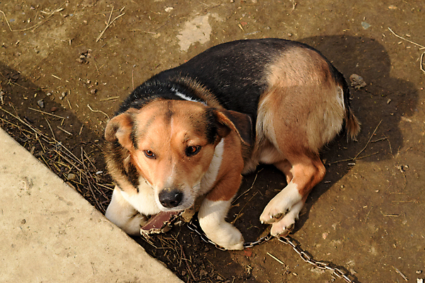 포토 JPG 해외이미지 동물 1 응시 얼굴 자연 생물 털 사람없음 반려동물 갈색 머리 마을 놀람 산책 시골 표현 막대기 개 묶기 보안 리빙 송곳니 기르기 동반자 섞기 유래 진실 혼자 해외포토 시선 감정 컬러 포유류 모션 휴식 표정 안전 신체부위 치아 생태계 돌봄 파일형식 이미지허브