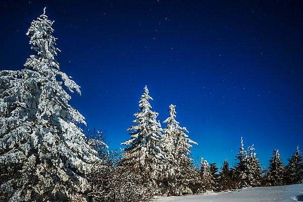 포토 JPG 해외이미지 나무 계절 별 과학 백그라운드 겨울 자연 하늘 휴가 불꽃 산 풍경 사람없음 파란색 우주 환경 검은색 어둠 꿈 안개 성장 야간 숲 신비 달빛 언덕 코스모스 서리 은하계 점성술 공상 마법 전나무 별빛 성운 내추럴 깊이 눈내림 가문비나무 해외포토 자연요소 식물 꽃 컬러 컨셉 불 날씨 눈_날씨 빛 달 생태계 파일형식 이미지허브