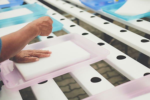 포토 JPG 해외이미지 식물 음식 잎 농업 채소 자연 건강 씨앗 사람없음 물 농장 새싹 정원 놀이방 샐러드 성장 신선 상추 원예 스펀지 내추럴 개발 모종 밭일 식용 온실 처음 세련 해외포토 자연요소 산업 취미 생태계 파일형식 이미지허브