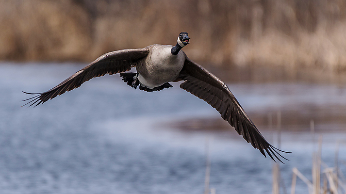 포토 JPG 해외이미지 동물 야생동물 북아메리카 조류 사람없음 미국 거위 물새 해외포토 아메리카 파일형식 이미지허브