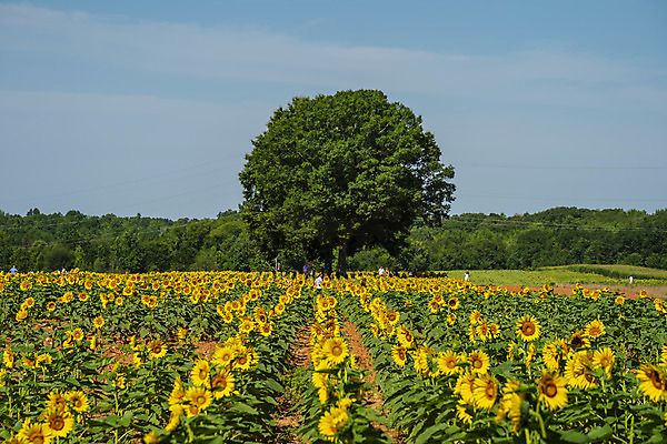 포토 JPG 해외이미지 식물 꽃잎 꽃 곤충 꽃무늬 밭 농업 자연 하늘 해바라기 씨앗 풍경 사람없음 야외 초록색 여름 농작물 컬러풀 햇빛 농장 노란색 맑음 활발 수확 성장 벚꽃 가을 시골 개화 황금 유기농 꽃가루 내추럴 밭일 해외포토 동물 웰빙 계절 산업 컬러 컨셉 무늬 날씨 태양 가루 생태계 파일형식 이미지허브