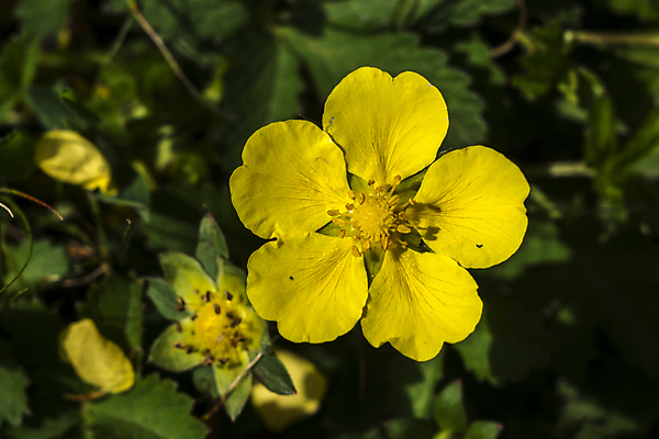 포토 JPG 해외이미지 식물 꽃잎 꽃 분홍색 꽃무늬 밭 자연 사람없음 초록색 여름 보라색 봄 들꽃 벚꽃 신선 클로버 허브 내추럴 해외포토 계절 컬러 무늬 농업 생태계 파일형식 이미지허브