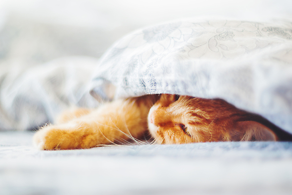 포토 JPG 해외이미지 한마리 실내 사람없음 반려동물 햇빛 고양이 이불 침대 반려묘 안락 해외포토 동물 1 가구 컨셉 포유류 침구 내부 태양 파일형식 이미지허브