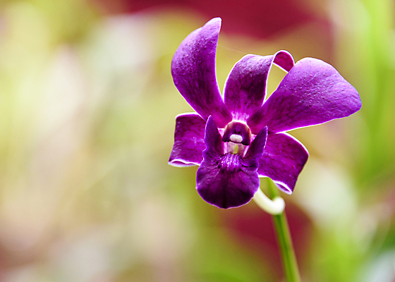 포토 JPG 해외이미지 꽃잎 꽃 줄기 잎 씨앗 사람없음 빨간색 초록색 정원 보라색 난초 꽃집 식물원 2015년 라일락 꽃수술 스리랑카 해외포토 식물 아시아 컬러 상점 연도 파일형식 이미지허브