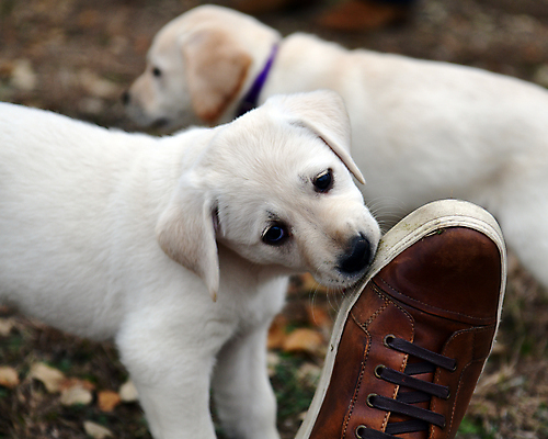 포토 JPG 해외이미지 가족 놀이 실험 사람없음 농장 개 리트리버 강아지 쓰레기 래브라도리트리버 혀 사냥개 언니 기르기 남동생 해외포토 농업 포유류 관계 반려동물 입 자매 동생 돌봄 파일형식 이미지허브