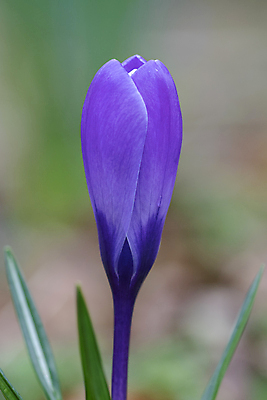 포토 JPG 해외이미지 식물 계절 공원 꽃잎 꽃 줄기 꽃다발 백그라운드 잎 겨울 꽃무늬 밭 자연 부활절 사람없음 야외 초록색 컬러풀 노란색 정원 보라색 봄 들꽃 추위 벚꽃 흰색 신선 개화 제비꽃 장면 내추럴 고립 블러 사프란 해외포토 공공시설 기념일 컬러 무늬 농업 향신료 생태계 파일형식 이미지허브