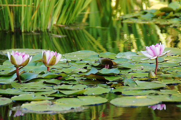 포토 JPG 해외이미지 주간 식물 꽃잎 꽃 잎 꽃무늬 자연 추상 따뜻함 연꽃 사람없음 야외 초록색 여름 컬러풀 정원 맑음 봄 성장 벚꽃 연못 백합 수련 질감 내추럴 이국적 해외포토 자연요소 계절 컬러 무늬 날씨 생태계 파일형식 이미지허브