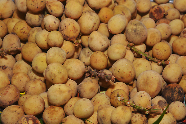포토 JPG 해외이미지 나무 식물 계절 아시아 음식 밭 농업 다이어트 과일 태국 디저트 건강 동양인 사람없음 농장 농경지 노란색 활발 시골 신선 시장 달콤 맛 먹기 유기농 날것 남쪽 내추럴 강렬 숙성 채식주의자 해외포토 웰빙 나라 산업 컬러 컨셉 모션 인종 방향 채식 파일형식 이미지허브