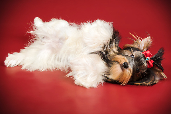 포토 JPG 해외이미지 동물 1 행복 새끼 백그라운드 새로움 털 사람없음 빨간색 반려동물 귀여움 검은색 거울 흰색 개 달콤 강아지 작음 요크셔테리어 테리어 활 솜털 송곳니 기르기 비버 삼색 해외포토 감정 컬러 컨셉 포유류 맛 치아 크기 돌봄 파일형식 이미지허브