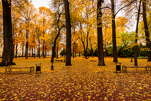 포토 JPG 해외이미지 주간 공원 단풍 낙엽 벤치 단풍나무 풍경 사람없음 야외 주황색 가을 해외포토 자연요소 나무 계절 공공시설 컬러 잎 의자 파일형식 이미지허브