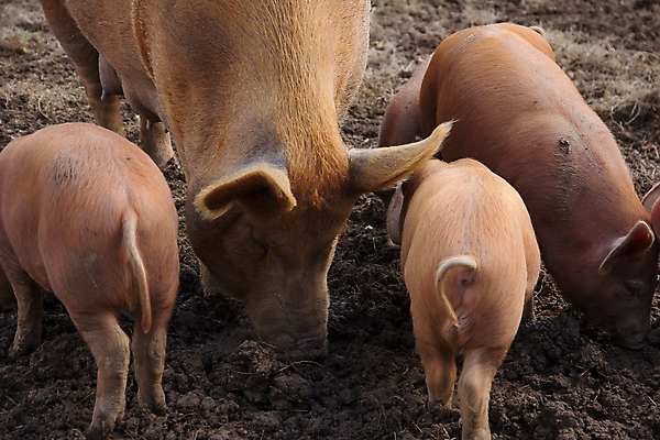 포토 JPG 해외이미지 동물 지구 농업 장난 포유류 놀이 영국 잉글랜드 육류 돼지고기 사람없음 야외 농장 펜 갈색 농사 가축 시골 돼지 쓰레기 뿌리기 유기농 꼬리 진흙 주둥이 생강 기르기 밭일 수유 콘월 해외포토 웰빙 유럽 산업 컬러 채소 식재료 모션 필기구 돌봄 파일형식 이미지허브